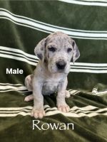 Great Dane Puppies for sale in San Antonio, Texas. price: $1,800