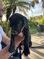 Great Dane Puppies for sale in Lehigh Acres, Florida. price: $500