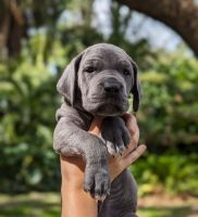 Great Dane Puppies for sale in Miramar, Florida. price: $2,000