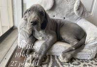 Great Dane Puppies for sale in Moreno Valley, California. price: $2,500