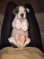 Great Dane Puppies for sale in Columbus, OH, USA. price: $1,500