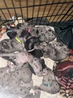 Great Dane Puppies for sale in Batesville, Arkansas. price: $500