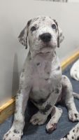 Great Dane Puppies for sale in Miramar, Florida. price: $2,000