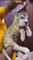 Great Dane Puppies for sale in Chennai, Tamil Nadu. price: 10,000 INR