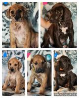 Great Dane Puppies Photos