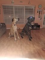 Great Dane Puppies for sale in Ocala, Florida. price: $600