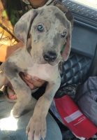 Great Dane Puppies for sale in Naples, Florida. price: NA