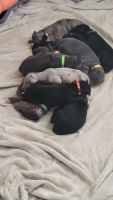 Great Dane Puppies for sale in Enumclaw, Washington. price: $1,200