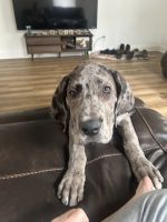 Great Dane Puppies for sale in Blanchester, Ohio. price: $1,200
