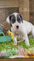Great Dane Puppies for sale in Ft. Worth, Texas. price: $2,300