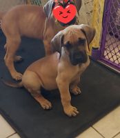 Great Dane Puppies for sale in Bruceton, Tennessee. price: $900