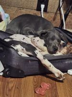 Great Dane Puppies for sale in Smithsburg, MD 21783, USA. price: $500