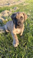Great Dane Puppies for sale in Essex, MD 21221, USA. price: $2,500