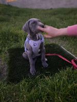 Great Dane Puppies for sale in Jurupa Valley, CA, USA. price: $750