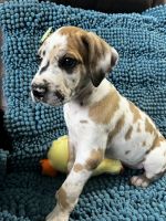 Great Dane Puppies for sale in Lee's Summit, Missouri. price: $900