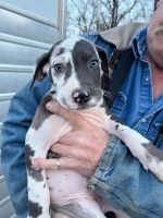 Great Dane Puppies for sale in Locust Grove, Oklahoma. price: $500