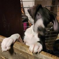Great Dane Puppies for sale in Vancouver, Washington. price: $475