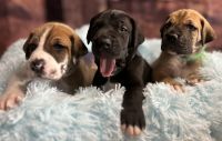 Great Dane Puppies for sale in Surprise, Arizona. price: $1,200