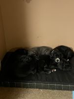 Great Dane Puppies for sale in Drexel Hill, Pennsylvania. price: $1,700