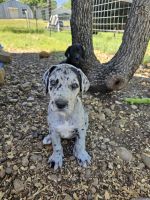 Great Dane Puppies for sale in Cedar Creek, Texas. price: NA
