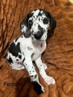 Great Dane Puppies for sale in Lee's Summit, Missouri. price: $800