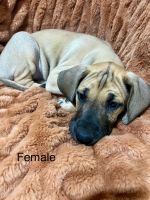 Great Dane Puppies for sale in Lee's Summit, Missouri. price: $800