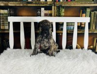 Great Dane Puppies for sale in Clewiston, Florida. price: $1,250