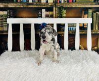 Great Dane Puppies for sale in Clewiston, Florida. price: $2,750