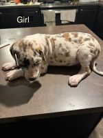 Great Dane Puppies for sale in Laurinburg, North Carolina. price: $500