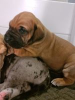 Great Dane Puppies for sale in Chesterfield, Michigan. price: $1,000