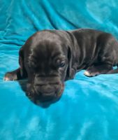 Great Dane Puppies for sale in Chesterfield, Michigan. price: $1,000
