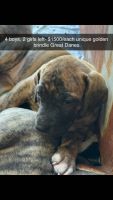 Great Dane Puppies for sale in Le Roy, Minnesota. price: $1,500