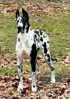 Great Dane Puppies for sale in Bridgeton, New Jersey. price: NA
