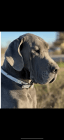 Great Dane Puppies for sale in Waller, Texas. price: $2,000