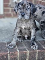 Great Dane Puppies for sale in Birmingham, Alabama. price: $500