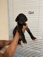Great Dane Puppies for sale in Dallas, Texas. price: $700