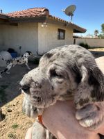 Great Dane Puppies for sale in Apple Valley, California. price: $900