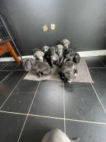 Great Dane Puppies for sale in Lara VIC 3212, Australia. price: $4,500