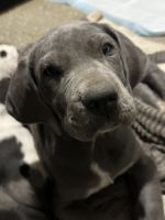 Great Dane Puppies for sale in Independence, Missouri. price: $300