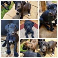 Great Dane Puppies for sale in Owensboro, Kentucky. price: $400