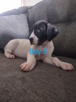 Great Dane Puppies for sale in Adelanto, California. price: $500