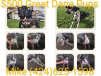 Great Dane Puppies for sale in Adelanto, California. price: $500