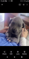 Great Dane Puppies for sale in Liberty, Kentucky. price: $2,500
