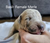 Great Dane Puppies for sale in Grass Lake, MI 49240, USA. price: $2,500