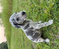 Great Dane Puppies for sale in Green Sea, SC 29545, USA. price: $1,800