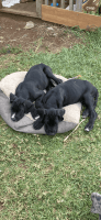 Great Dane Puppies for sale in Parkes, New South Wales. price: $1,000