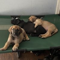 Great Dane Puppies for sale in Ellenwood, Georgia. price: NA