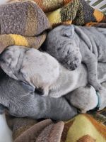 Great Dane Puppies for sale in Grass Lake, MI 49240, USA. price: $2,500