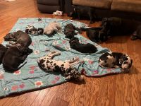 Great Dane Puppies for sale in Pensacola, Florida. price: $1,200