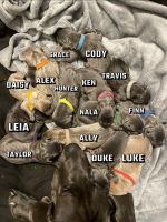 Great Dane Puppies for sale in Parkville, Missouri. price: $350
